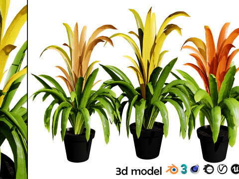 Bromeliad with 3 variations 3D Model