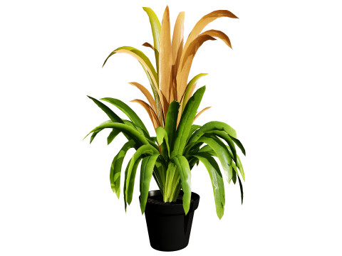 Bromeliad with 3 variations 3D Model