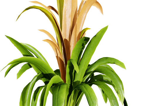 Bromeliad with 3 variations 3D Model