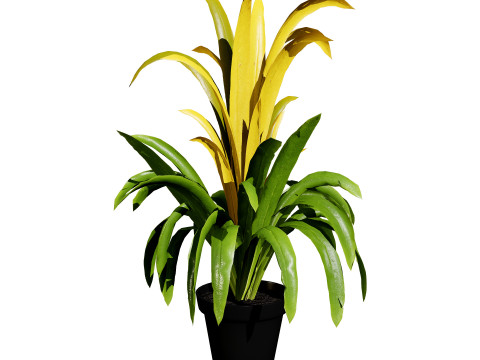 Bromeliad with 3 variations 3D Model