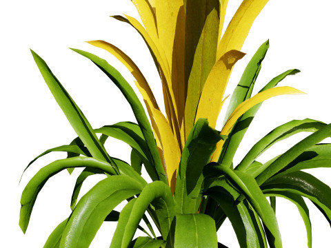 Bromeliad with 3 variations 3D Model