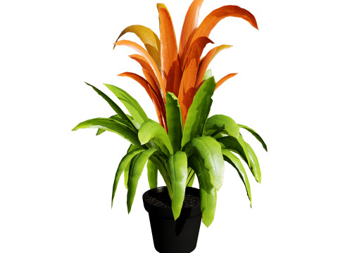 Bromeliad with 3 variations 3D Model