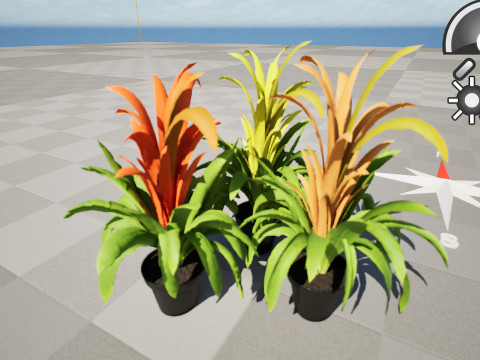 Bromeliad with 3 variations 3D Model