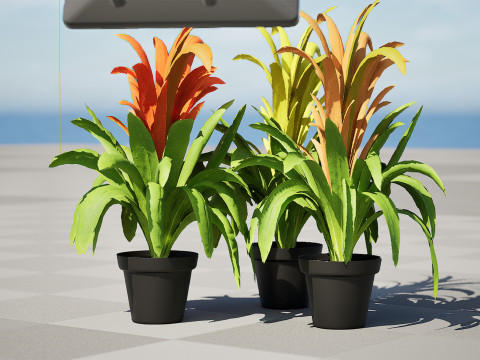 Bromeliad with 3 variations 3D Model