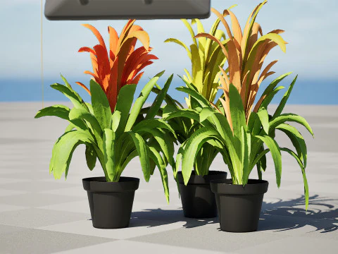 Bromeliad with 3 variations 3D Model