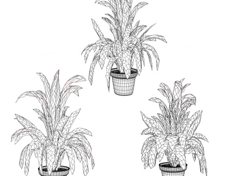 Bromeliad with 3 variations 3D Model