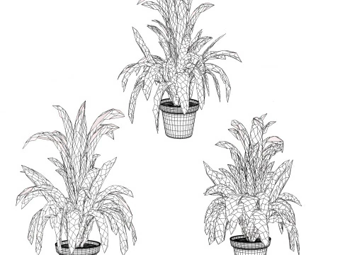 Bromeliad with 3 variations 3D Model