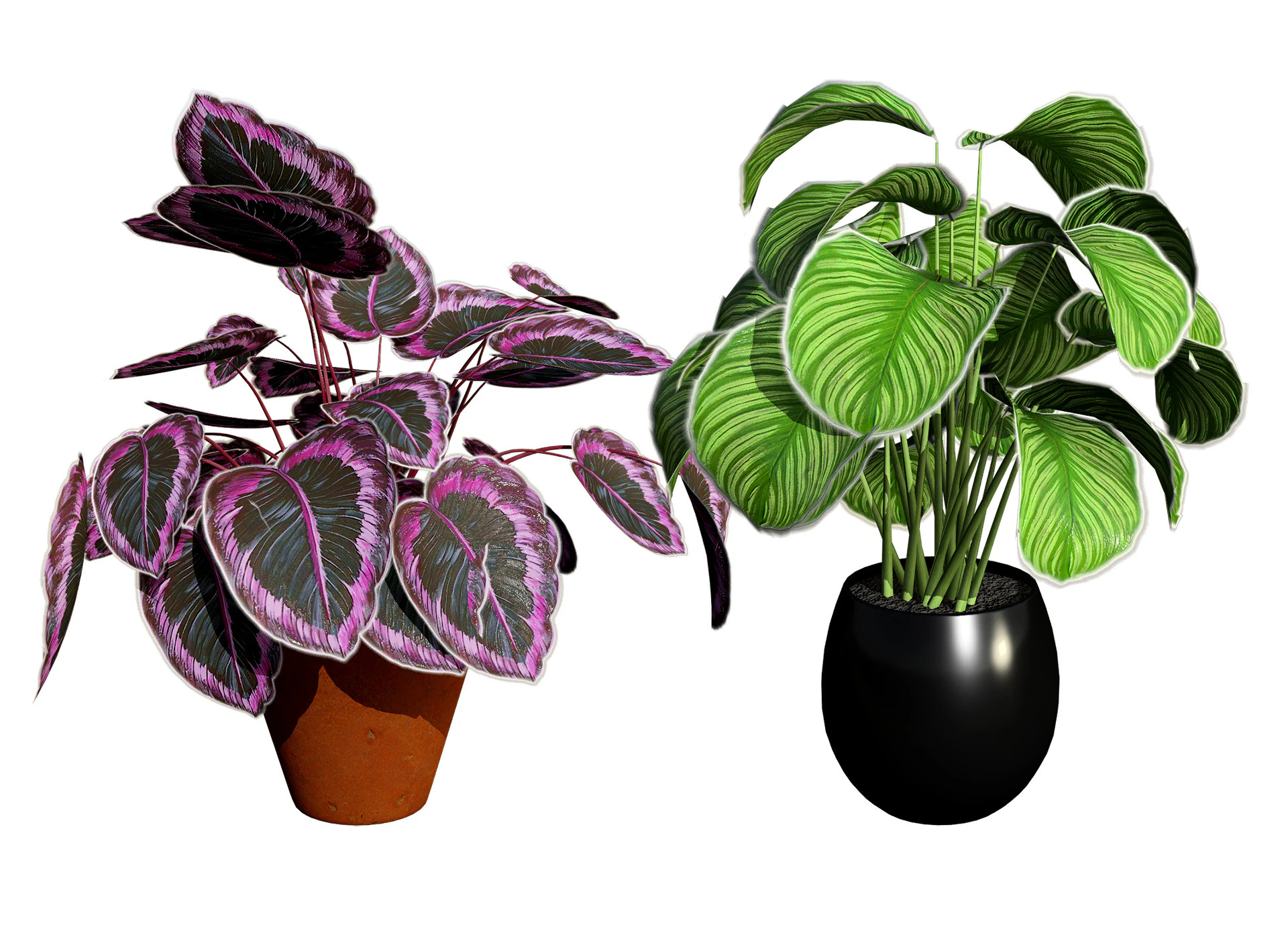 Calathea Dottie Care 3D Model .c4d .max .obj .3ds .fbx .stl .blend