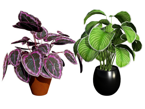 Calathea Dottie Care 3D-Modell