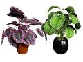 Calathea Dottie Care 3D Модель
