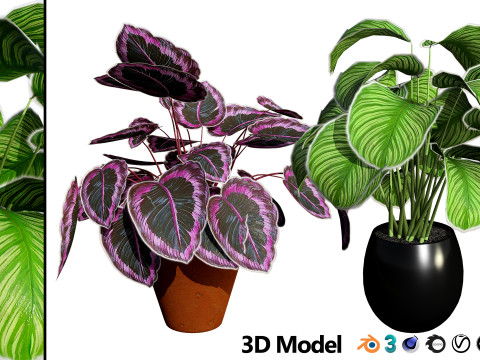 Calathea Dottie Care 3D Model