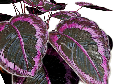 Calathea Dottie Care 3D Model