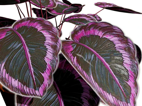 Calathea Dottie Care 3D Model
