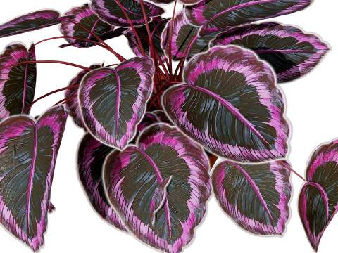 Calathea Dottie Care 3D Model