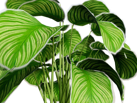 Calathea Dottie Care 3D Model