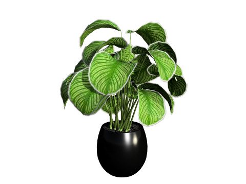 Calathea Dottie Care 3D Model