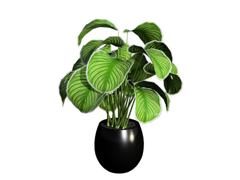 Calathea Dottie Care 3D Model