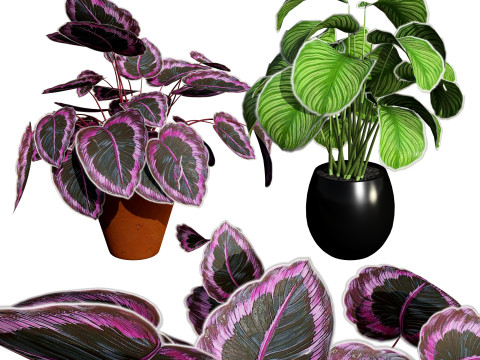 Calathea Dottie Care 3D Model