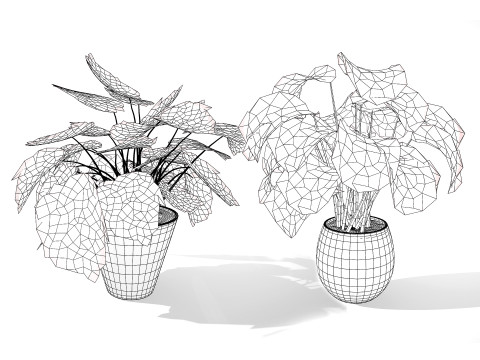 Calathea Dottie Care 3D Model