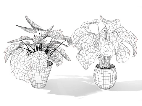 Calathea Dottie Care 3D Model