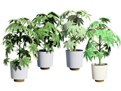 Fatsia japonica Spider Web 3D Model