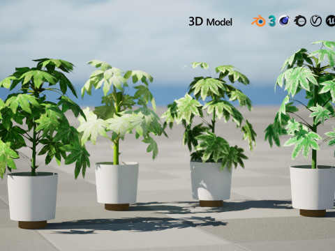 Fatsia japonica Spider Web Model 3D