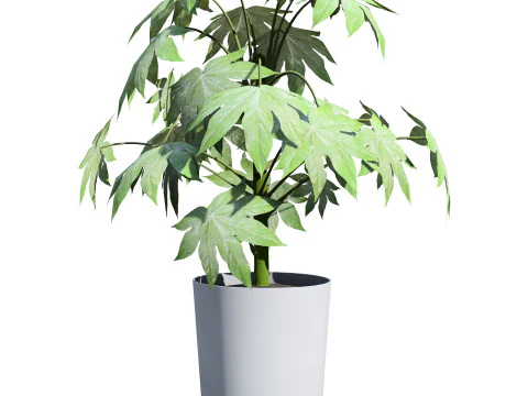 Fatsia japonica Spider Web 3D Model