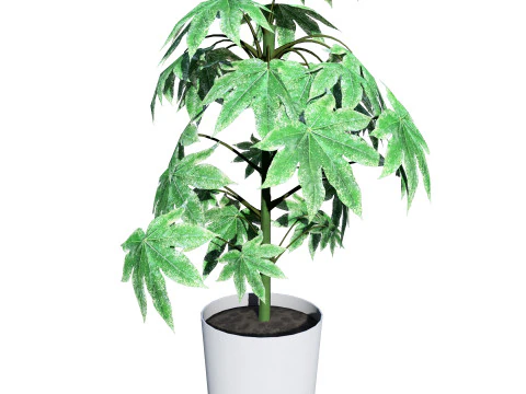 Fatsia japonica Spider Web 3D Model