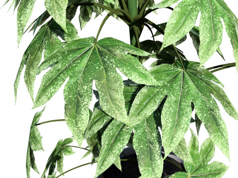 Fatsia japonica Spider Web Model 3D