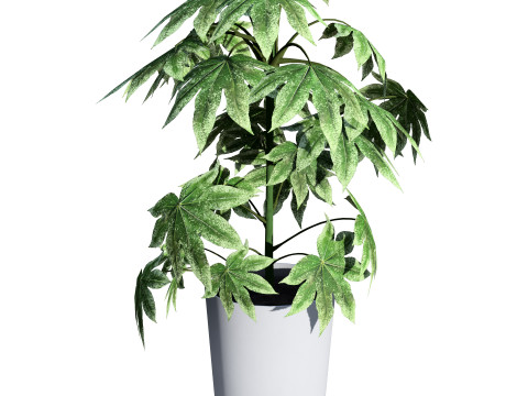 Fatsia japonica Spider Web Model 3D