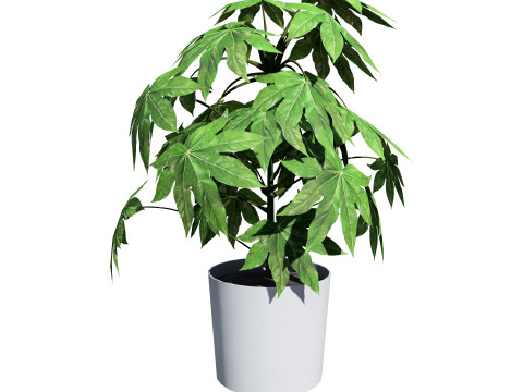 Fatsia japonica Spider Web Model 3D