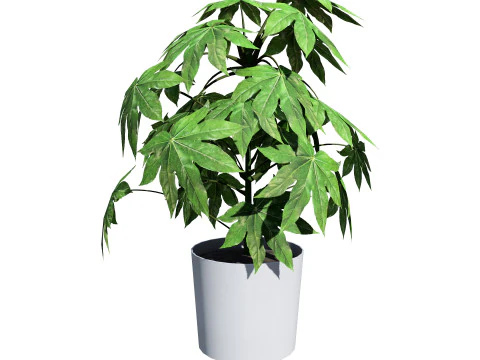 Fatsia japonica Spider Web 3D Model