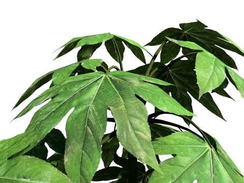 Fatsia japonica Spider Web 3D Model