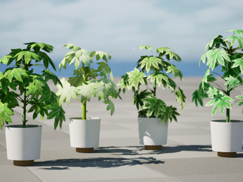 Fatsia japonica Spider Web Model 3D