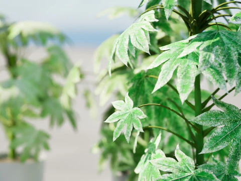Fatsia japonica Spider Web 3D Model