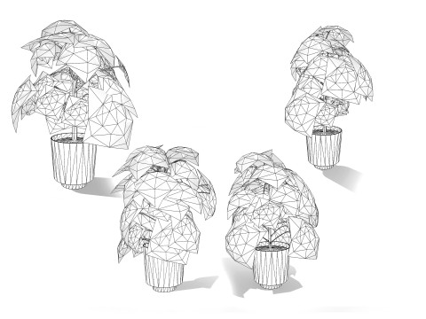 Fatsia japonica Spider Web Model 3D