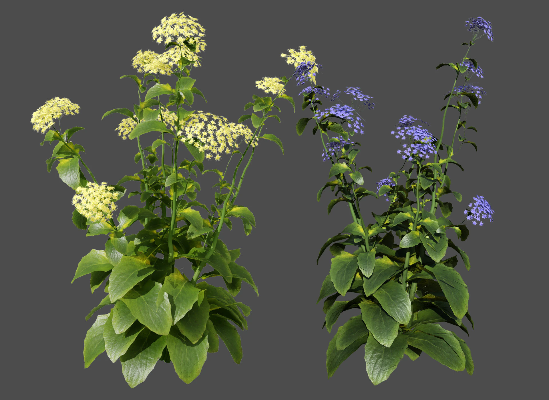 Wildflower Duo 3D Mode 3D Model .c4d .max .obj .3ds .fbx .stl .blend 