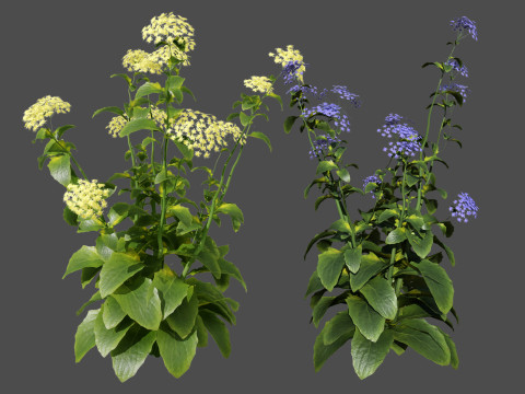 Wildflower Duo 3D Mode 3D Модель