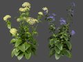 Wildflower Duo 3D Mode Modello 3D