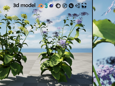 Wildflower Duo 3D Mode 3D 모델