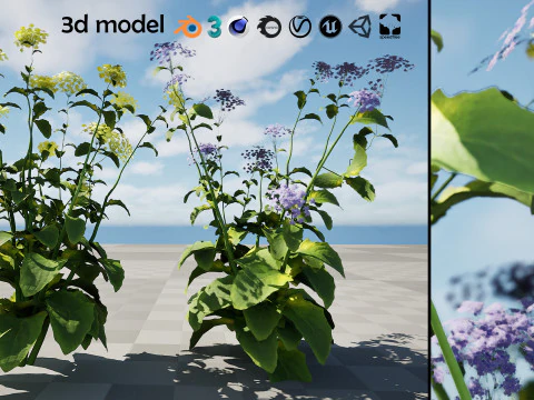 Wildflower Duo 3D Mode 3D Model
