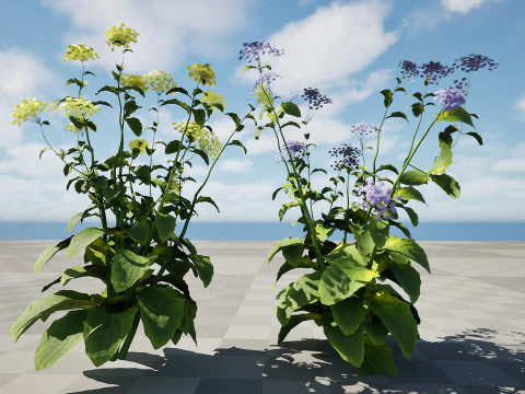 Wildflower Duo 3D Mode 3D Model