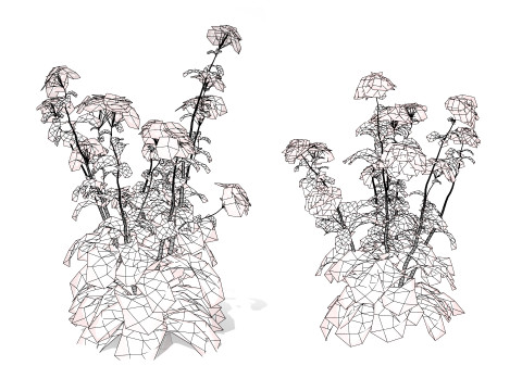 Wildflower Duo 3D Mode 3D 모델
