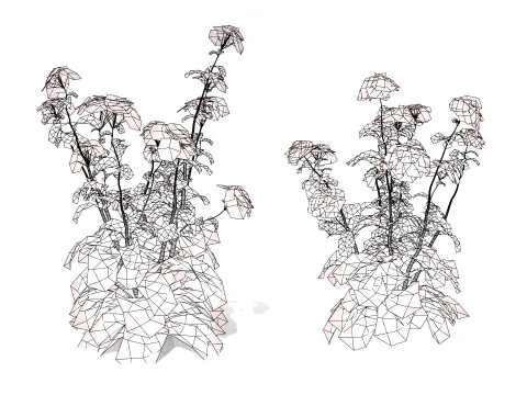 Wildflower Duo 3D Mode 3D Model