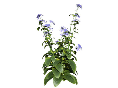 Wildflower Duo 3D Mode 3D 모델