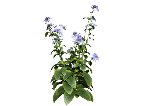 Wildflower Duo 3D Mode 3D Model