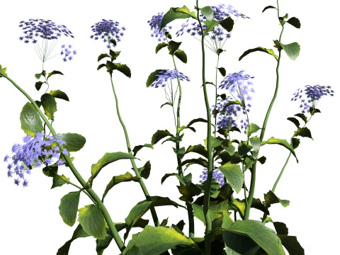 Wildflower Duo 3D Mode 3D Model