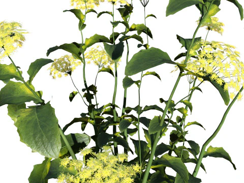 Wildflower Duo 3D Mode 3D Model