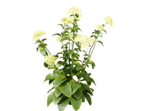 Wildflower Duo 3D Mode 3D Model