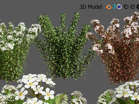 Tiny Wine Ninebark Shrub 3D Model